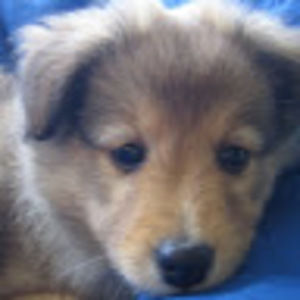 Meet your Posher, Charlee